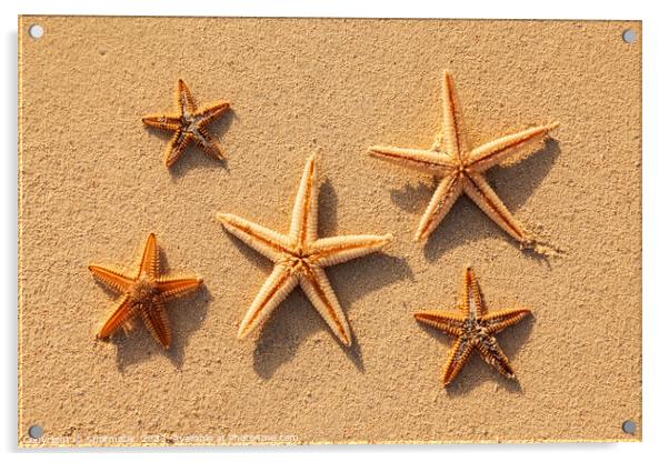 Starfish from tropical ocean on Caribbean island beach Acrylic by Spotmatik 