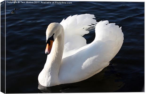 Swan on the Itchen Canvas Print by Terri Waters