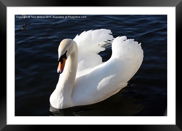 Swan on the Itchen Framed Mounted Print by Terri Waters
