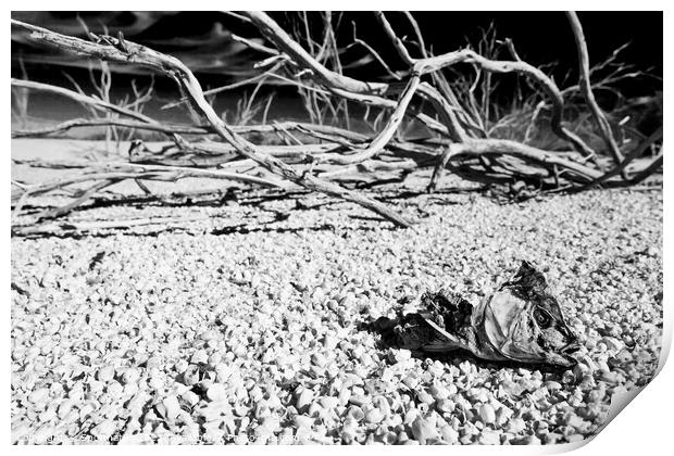 Salton Sea landlocked sea bed fish skeleton California  Print by Spotmatik 