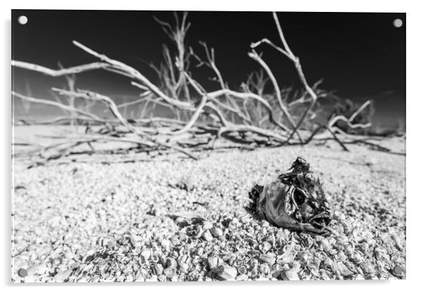 Salton Sea landlocked sea bed fish skeleton California  Acrylic by Spotmatik 