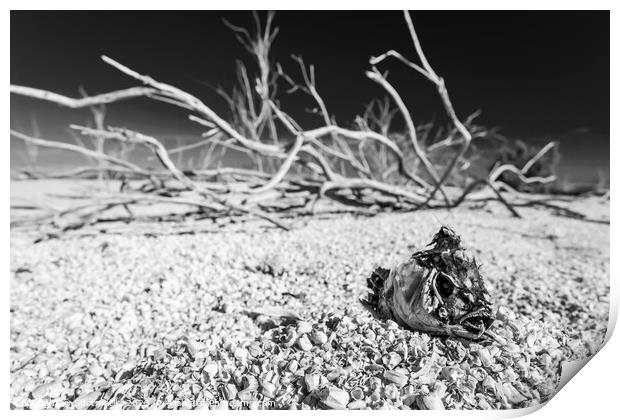 Salton Sea landlocked sea bed fish skeleton California  Print by Spotmatik 