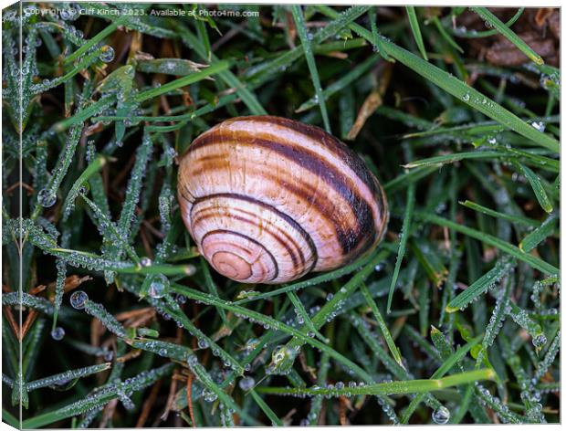 Snail shell in dew Canvas Print by Cliff Kinch