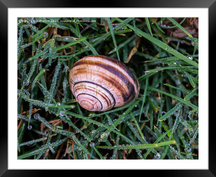 Snail shell in dew Framed Mounted Print by Cliff Kinch