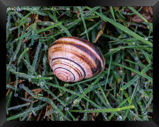 Snail shell in dew Framed Print by Cliff Kinch