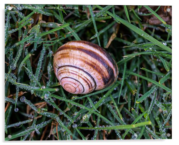 Snail shell in dew Acrylic by Cliff Kinch