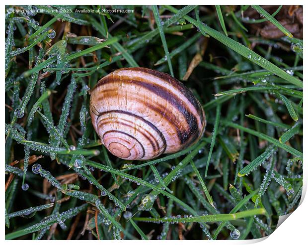 Snail shell in dew Print by Cliff Kinch