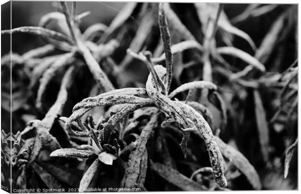 Green roots covered in volcanic grey ash Indonesia Canvas Print by Spotmatik 