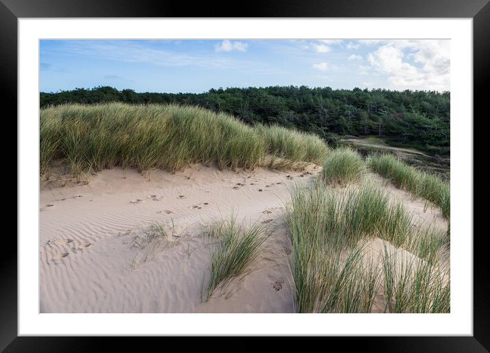 Formby pine woods behind the dunes Framed Mounted Print by Jason Wells