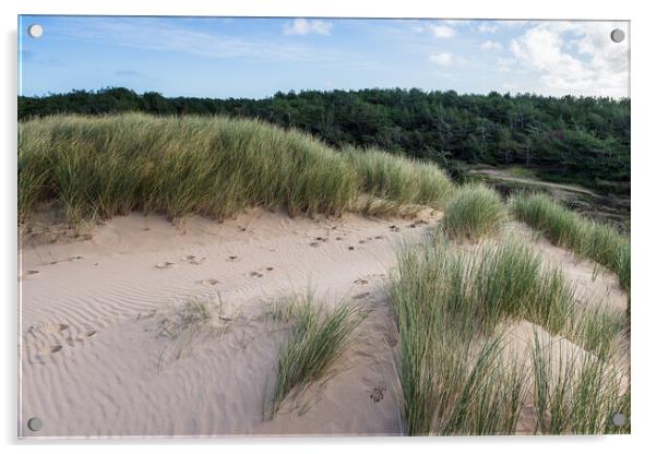 Formby pine woods behind the dunes Acrylic by Jason Wells