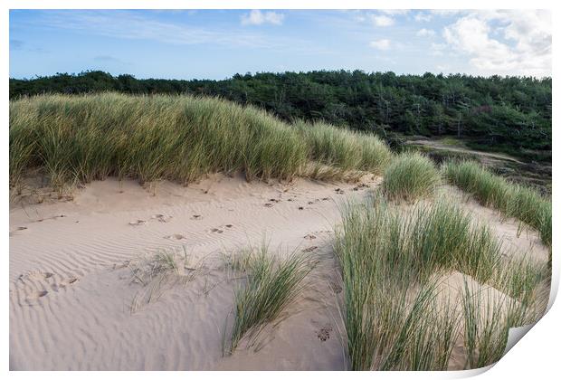 Formby pine woods behind the dunes Print by Jason Wells
