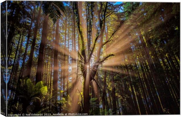 Spectacular sun rays the Otway Ranges Canvas Print by Neil Edwards