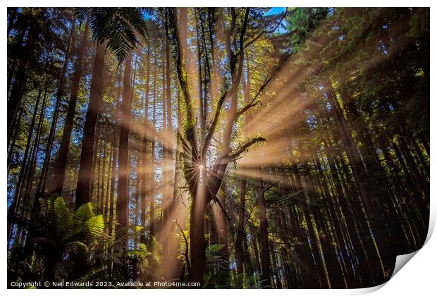 Spectacular sun rays the Otway Ranges Print by Neil Edwards
