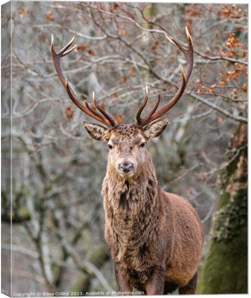 Red Deer Stag in Glen Etive, Scotland Canvas Print by Dave Collins
