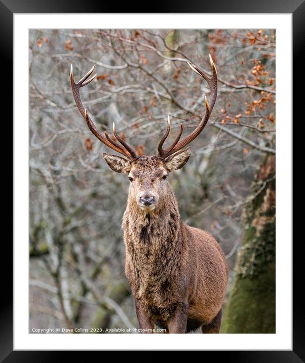 Red Deer Stag in Glen Etive, Scotland Framed Mounted Print by Dave Collins