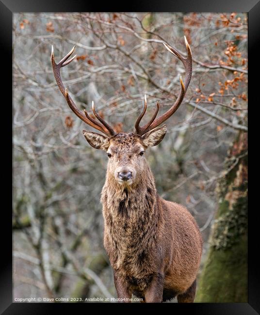 Red Deer Stag in Glen Etive, Scotland Framed Print by Dave Collins