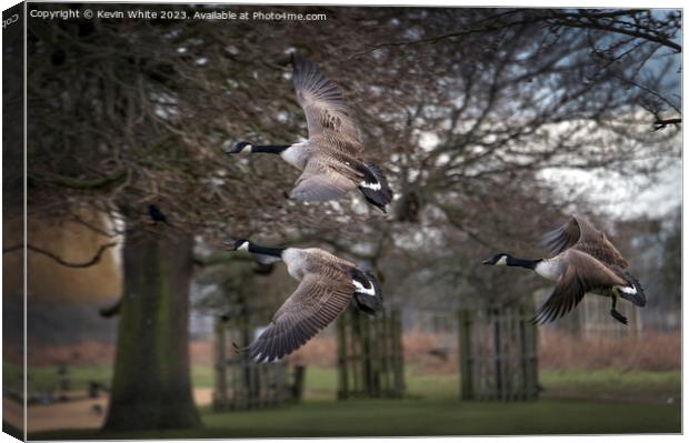 Three Canadian geese flying past Canvas Print by Kevin White