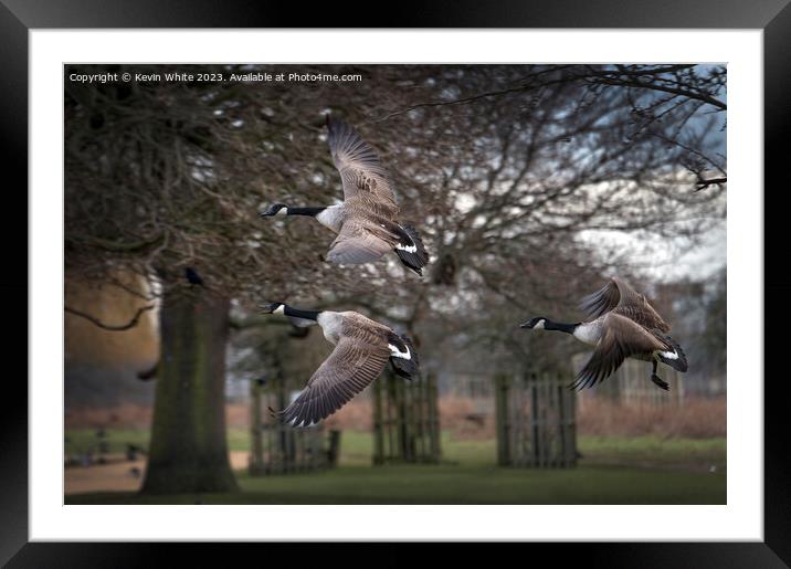 Three Canadian geese flying past Framed Mounted Print by Kevin White