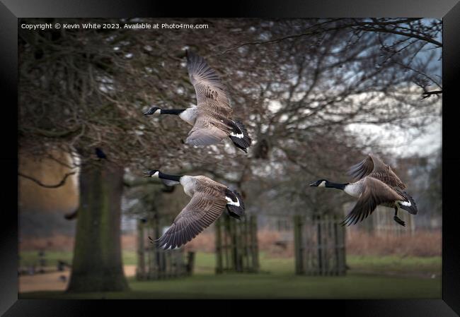 Three Canadian geese flying past Framed Print by Kevin White