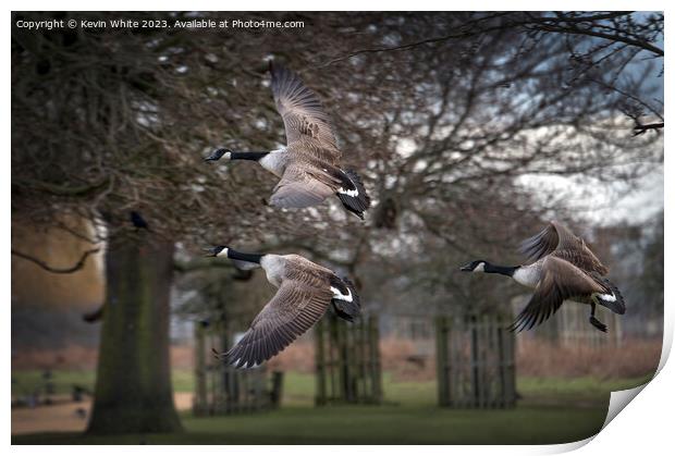 Three Canadian geese flying past Print by Kevin White