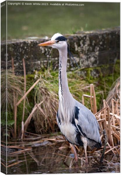 Grey Heron on the lookout for food Canvas Print by Kevin White