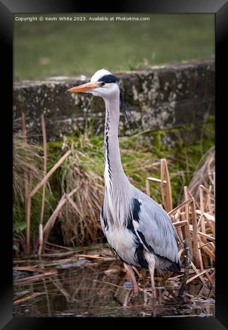 Grey Heron on the lookout for food Framed Print by Kevin White