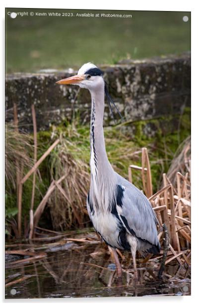 Grey Heron on the lookout for food Acrylic by Kevin White