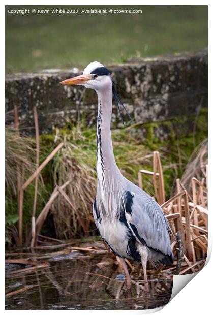 Grey Heron on the lookout for food Print by Kevin White