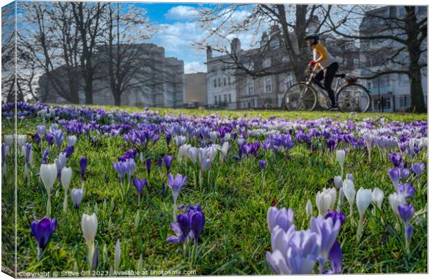 Spring Purple and White Crocuses with a Woman Cycling on a Nearby Path. Canvas Print by Steve Gill
