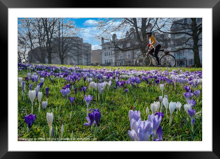 Spring Purple and White Crocuses with a Woman Cycling on a Nearby Path. Framed Mounted Print by Steve Gill