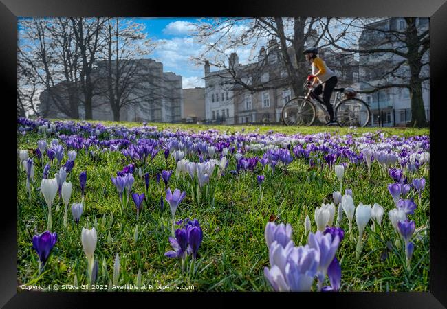 Spring Purple and White Crocuses with a Woman Cycling on a Nearby Path. Framed Print by Steve Gill