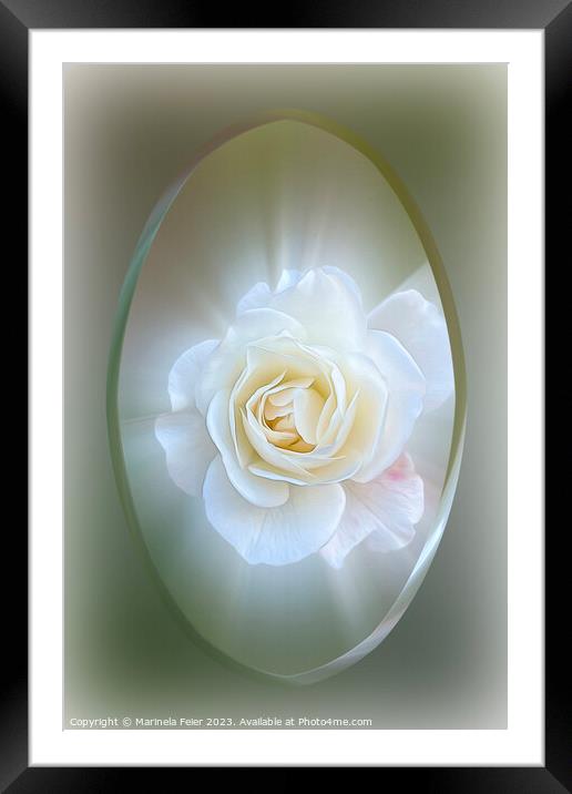 White Rose Framed Mounted Print by Marinela Feier