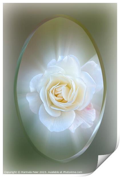 White Rose Print by Marinela Feier