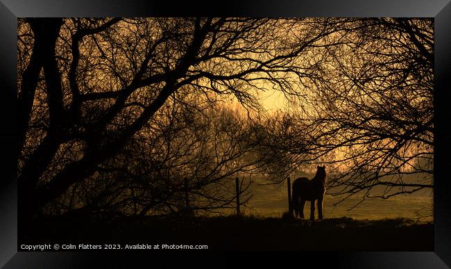 Pony Grazing at sunset - River Welland, Deeping StJames Framed Print by Colin Flatters