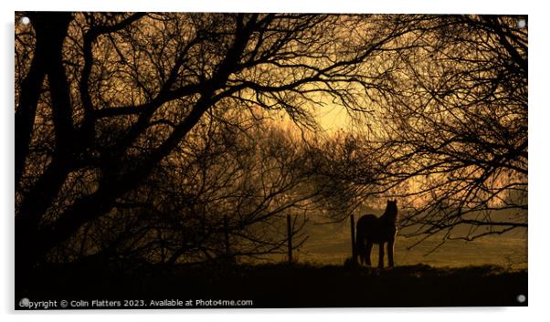 Pony Grazing at sunset - River Welland, Deeping StJames Acrylic by Colin Flatters