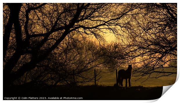 Pony Grazing at sunset - River Welland, Deeping StJames Print by Colin Flatters