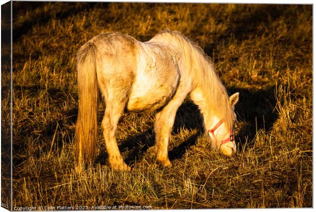 Pony grazing at sunset  Canvas Print by Colin Flatters