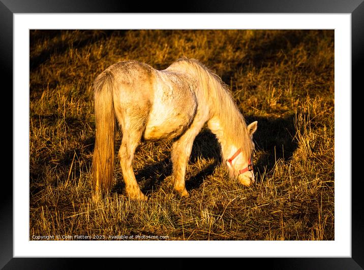 Pony grazing at sunset  Framed Mounted Print by Colin Flatters
