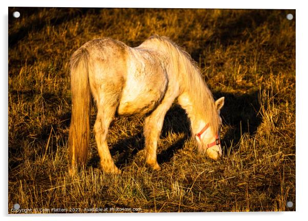 Pony grazing at sunset  Acrylic by Colin Flatters