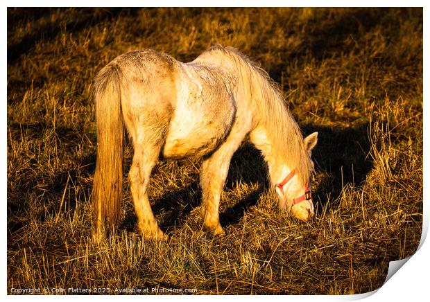 Pony grazing at sunset  Print by Colin Flatters