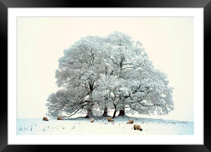 sheep, trees and snow Framed Mounted Print by Simon Johnson