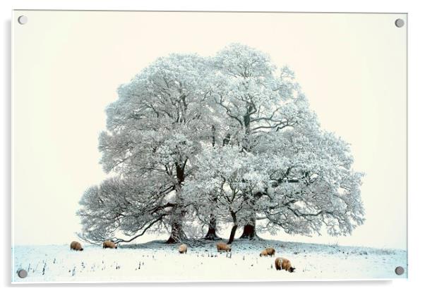 sheep, trees and snow Acrylic by Simon Johnson