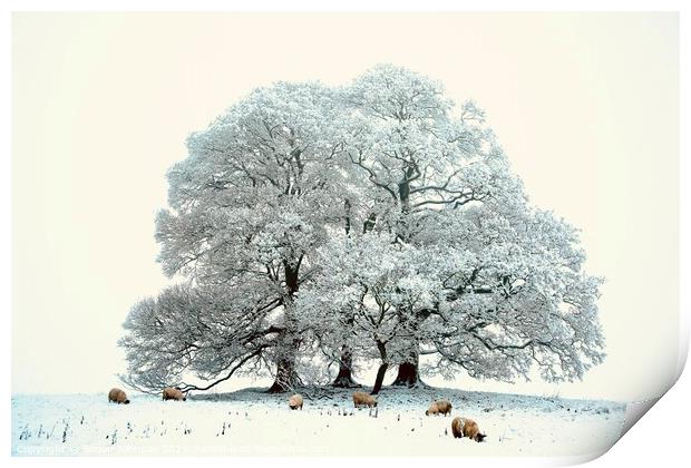 sheep, trees and snow Print by Simon Johnson