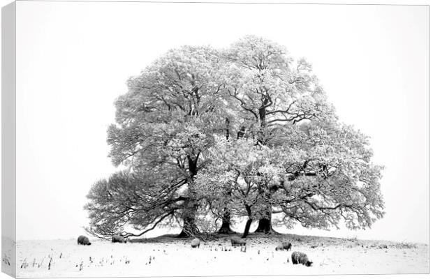 Snow, tree,sheep in monochrome  Canvas Print by Simon Johnson