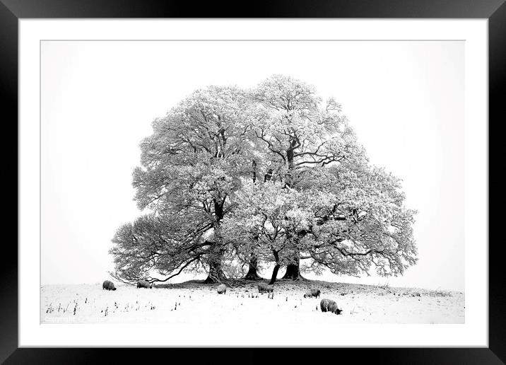 Snow, tree,sheep in monochrome  Framed Mounted Print by Simon Johnson