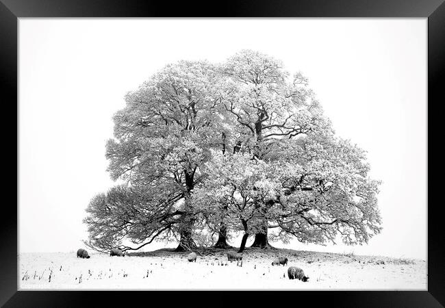 Snow, tree,sheep in monochrome  Framed Print by Simon Johnson