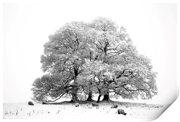 Snow, tree,sheep in monochrome  Print by Simon Johnson