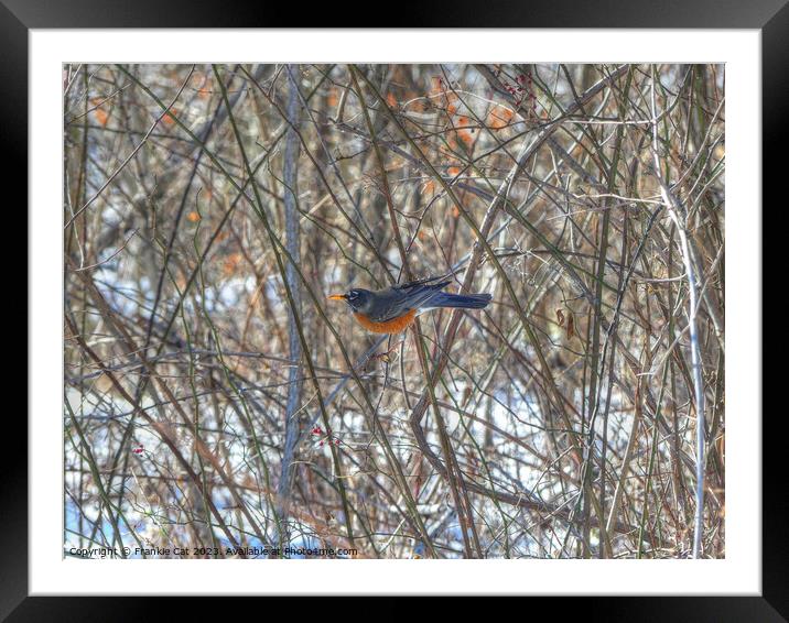 American Robin Framed Mounted Print by Frankie Cat