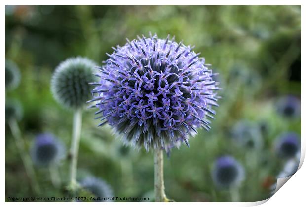 Globe Thistle Print by Alison Chambers