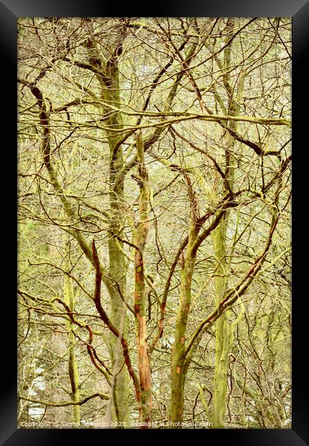 woodland architecture  Framed Print by Simon Johnson